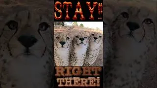 Thumbnail: Aggressive Charging Cheetahs Tamed Using Chris Pratt's Velociraptor Jurassic Park Hand Gestures