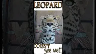 Thumbnail: Leopard 🐯 Doesn't See Me 👀 I'm Invisible!!! 😲 Compare Muscular BIG CAT 🐅 To Lesser Cheetah 🐆