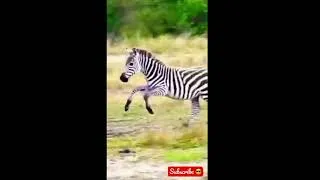 Thumbnail: 2 cheetahs took down and probably killing an adult zebra.