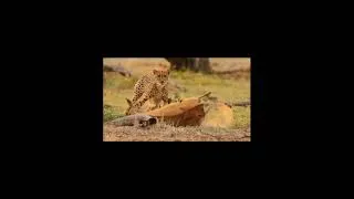Thumbnail: Cheetah claws getting stuck in a Impala's head.