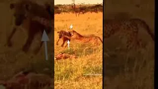 Thumbnail: The cheetah rocked a robust adult hyena (new footage)