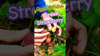 Thumbnail: #strawberry #video #reels #shorts #trending #travel #vlog #germany #strawberries #love #tamil