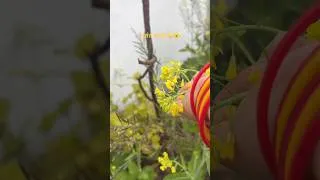 Thumbnail: बसंत पंचमी🌻Mini vlog