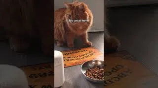 Thumbnail: My cat has methods, and my cat has won 🔮