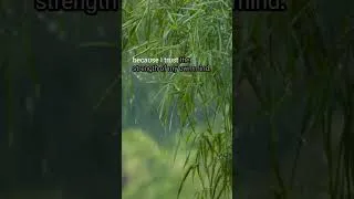 Thumbnail: Let Go of Anxiety and Fall Asleep to Rain Sounds #shorts #deepsleep