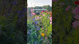 Thumbnail: Morning in my rooftop garden 🪴 #urbangardening #garden #containergardening #gardening