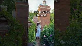 Thumbnail: August rooftop garden harvest 🌸 #urbangardening #garden #containergardening #gardening #gardenlife