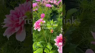 Thumbnail: Pink Flowers in My Garden 💕🌸 #gardening #garden #flowergarden