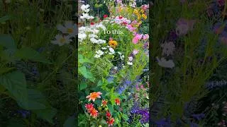 Thumbnail: Rooftop Garden Transformation #urbangardening #garden #containergardening #gardening