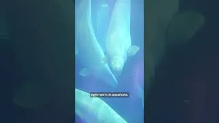 Thumbnail: First look at Shedd Aquarium's newest beluga whales