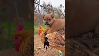 Thumbnail: FRIENDSHIP/ Dog And Rooster 🐓🐕 Beautiful Moments