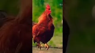 Thumbnail: FUNNY CHICKEN SONG AND DANCING | FUNNY CHICKEN DANCE | CHICKEN SONG || #shorts #short #chickendance