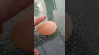Thumbnail: Wow! Look what my chicken laid! This egg has no shell!
