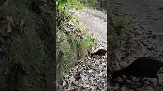 Thumbnail: Surprise awaits on tranquil New Zealand bush walk - a rare North island Weka bird