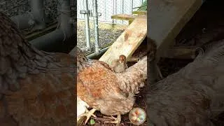 Thumbnail: Ride Em cowboy! Baby chick rides rodeo on mother chicken's back - so funny!