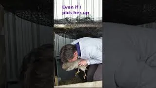 Thumbnail: Very broody hen