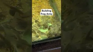 Thumbnail: I Am Building a Frog Army