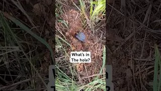 Thumbnail: What’s Living in This Hole?