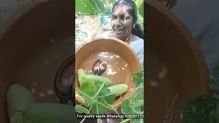 Thumbnail: കുക്കുമ്പർ വിളവെടുപ്പ് | snow white cucumber harvest from terrace garden