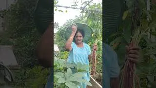 Thumbnail: പയർ വിളവെടുപ്പ് | Yard long beans harvest