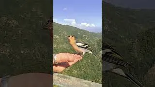 Thumbnail: #birds #cute 🐥 #chillinglunch Vol. 10 #chilloutmusic