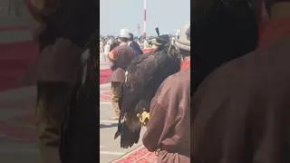 Thumbnail: Xi welcomed with traditional Kyrgyz falconry display upon arrival