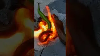 Thumbnail: Watch These Crazy Snakes Appear From Flames! (RanWay AI)