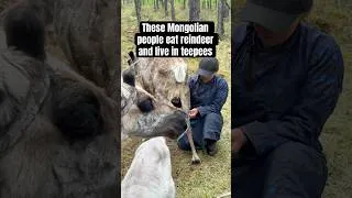Thumbnail: Would you try reindeer milk? #mongolia #reindeer #traveler