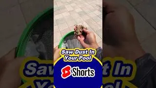 Thumbnail: Green Pool? Nope... It's Sawdust! 😳 #pool
