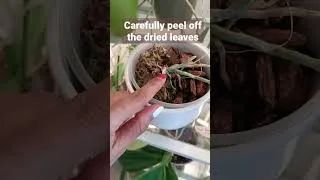 Thumbnail: ORCHID with NO LEAVES! Don't throw it away!!! #orchid