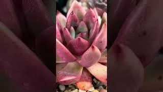 Thumbnail: Have you ever seen a stunning succulent that you have to double check to make sure it’s real?