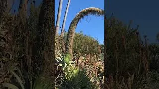 Thumbnail: Succulents are flowering plants, but not all will flower yearly. Some take several years to bloom.