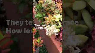 Thumbnail: Beauty Strives In Simplicity-A Succulent Reminder #succulents #gardening #plantlover #inspirational