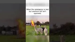 Thumbnail: 🚨 Emergency Is Real… But Overtime Isn’t Approved 😂 #trending #youtubeshorts