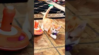 Thumbnail: Kitty cat playtime #cat #helpmemakethisviral #viralkitten #kittycat #kitten #olivercat #catshorts