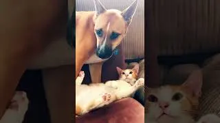 Thumbnail: Caught in the act #cat #dog #kitty #buddies #fyp #viralshorts #trendingshorts #catshorts #dogshorts