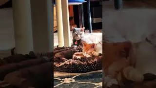 Thumbnail: Cat bros #cat #kittenshorts #kitten #cute #catshorts #envy #trendingshorts #viracats #catsons #fyp