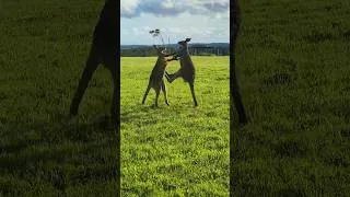 Thumbnail: Epic Battle #shorts #funnyanimals