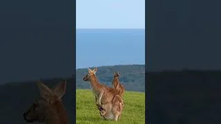 Thumbnail: An Incredible View. Only in Australia. #shorts #cuteanimals #kangaroos #australia