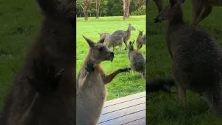 Thumbnail: IT’S LICKING THE WINDOW 😂 #shorts