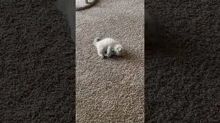 Thumbnail: Clara vs. her toy mouse