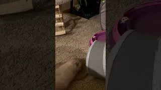 Thumbnail: Clara vs. the cat scratcher