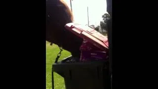 Thumbnail: Lloyd the bin man