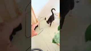 Thumbnail: Funniest Cats and Dogs Videos 2026 😺🐶 short #1