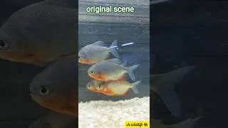Thumbnail: fish scene orignal & ai #fish #fishingvideo #fishinglife #fishaquarium #aifish