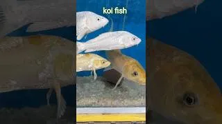 Thumbnail: Most Beautiful Japanese Koi Fish Ever #koi #freshwateraquarium #fish #fishingvideo #shorts #viral