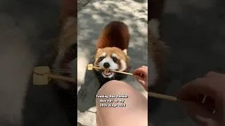 Thumbnail: Feeding Red Pandas in Shanghai