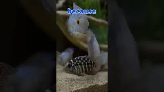 Thumbnail: You Won't Believe These Are The SAME Fish | True Parrot Cichlid