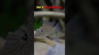 Thumbnail: GORGEOUS Cousin to the Jurupari Nobody Talks About