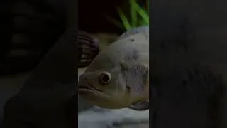 Thumbnail: This 6500 lb Aquarium Weighs As Much As a TRUCK